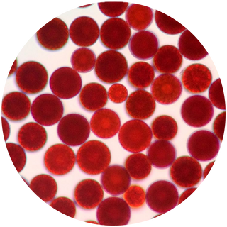 Red Algae